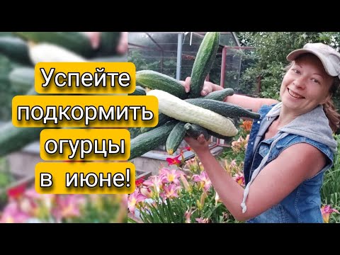 УСПЕЙТЕ ПОДКОРМИТЬ ОГУРЦЫ В ИЮНЕ | Лучшая подкормка для огурцов | Светлана Самойлова