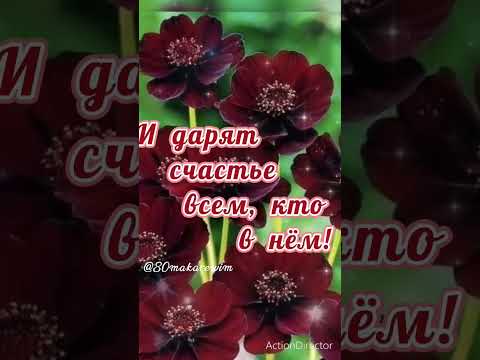 Добрый день!#пожелание #длятебя #счастья #света🌹