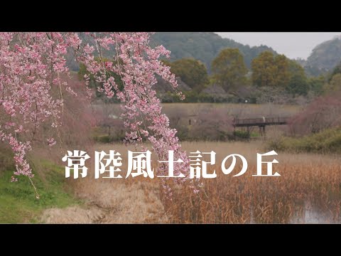 【茨城 常陸風土記の丘】日本一大きな獅子頭のある茨城県の桜の記念碑！