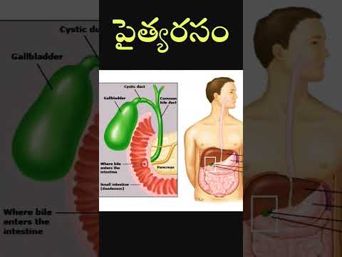 పైత్యరసం | gallbladder | general science | #biology #dscgk #tsppsc