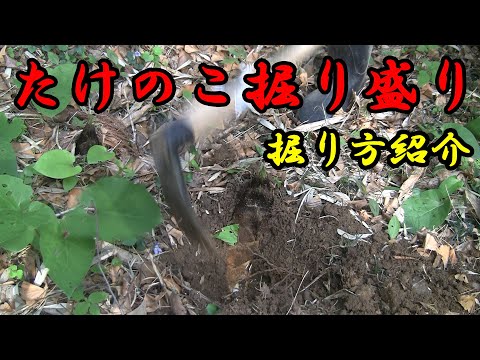 【たけのこ】たけのこの掘り方紹介