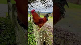 A flashback of two friends #cutefarmanimals #funnyanimal #petchickens #rooster #viralshort