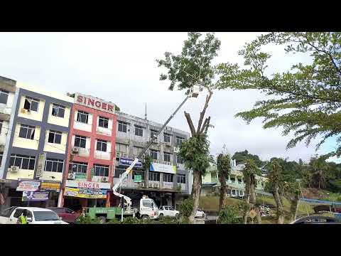 Kerja-kerga pemotongan pokok pada 14 June 2024