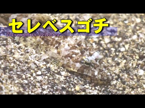 【 セレベスゴチ 】砂色のセレベス　Thysanophrys celebica