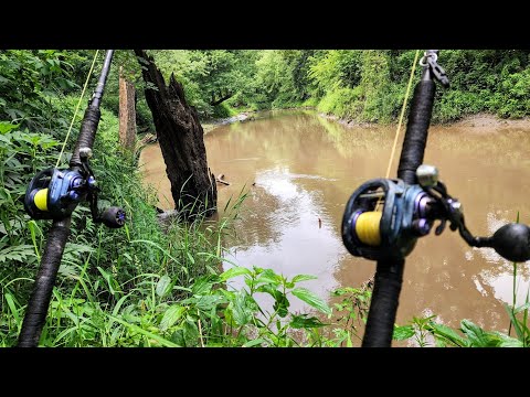 GIANT FISH Live In This TINY STREAM!! (Bank Fishing)