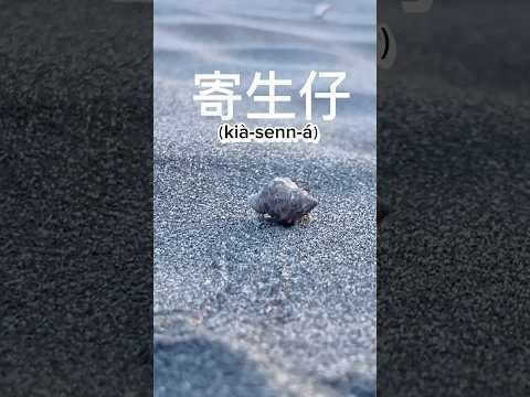 寄居蟹遇到變態 #李宜螢真面目 ￼