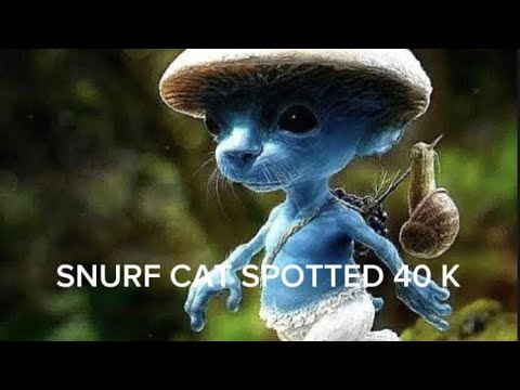 SNURF CAT CAUGHT IN 40 K