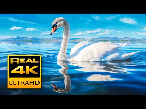 4k Peaceful Lake Sounds & Relaxing Piano Music 🐦 Canadian Goose, Swans and Seagulls 2 hours 4K UHD