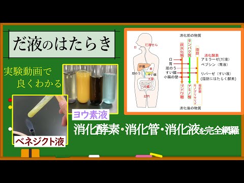 だ液に含まれるアミラーゼを調べる実験【消化酵素総まとめ】