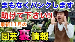 【チャンスタイム】11月の植物の入荷量が凄すぎて困ってます。。。【カーメン君】【園芸】【ガーデニング】【初心者】