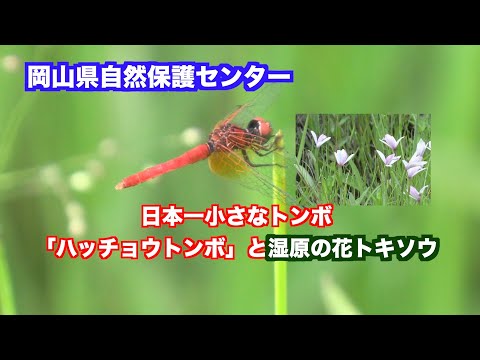 岡山県自然保護センター・初夏の湿原の花と生き物「トキソウ」日本一小さなトンボ「ハッチョウ トンボ」「ササユリ」タンチョウ飼育施設を映像探訪。（制作　宮﨑　賢）