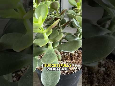 This one thing could mean the difference between getting a Jade Plant that successfully propagates