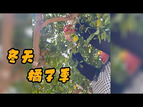 J一家 到了週末天空突然出太陽 天氣超好 媽咪想去採橘子 採得超開勳！回夾途中到有超吃烤玉米只需銅板價！ #j一家 #採橘子 #椪柑 #茂谷柑 #桶柑 #密菠蘿 #雪柑 #鯉魚潭 #鯉魚潭水庫