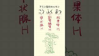 アミン型のホルモンの語呂合わせ！アミン型のホルモンとは【20秒で試験対策！】