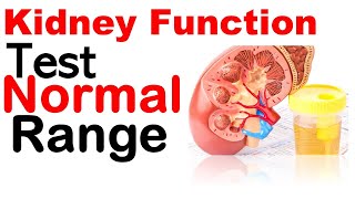 Kidney function test normal range