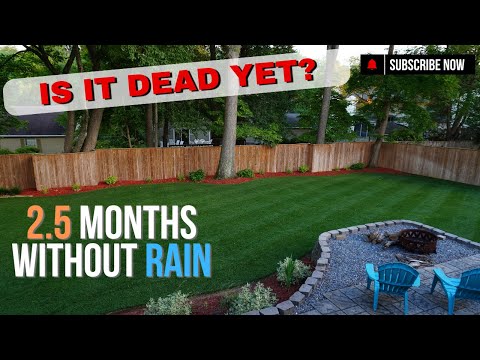 Surviving 106ºF and Drought With A Cool Season Lawn | Day 2