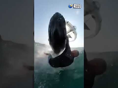 Australian man has SURPRISE encounter while windsurfing 😱