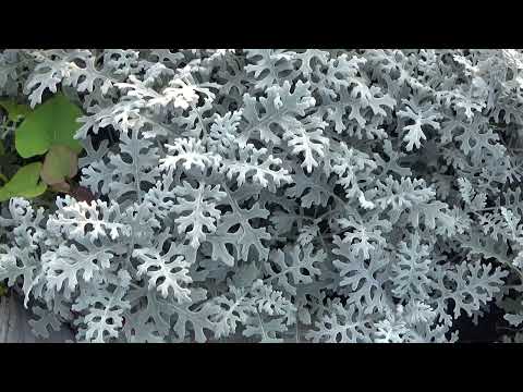 How To Grow Dusty Miller Quick Guide