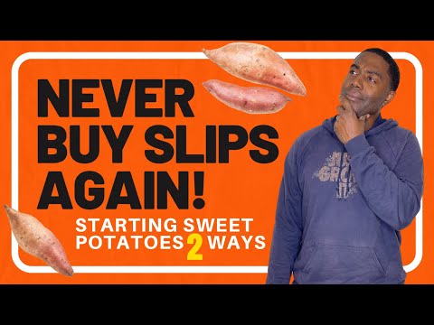 2 Mind-Blowing Methods for Creating Sweet Potato Slips Revealed!