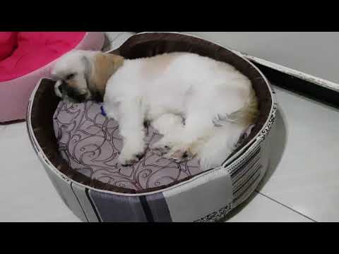 SHIH TZU - AKI My Bestfriend