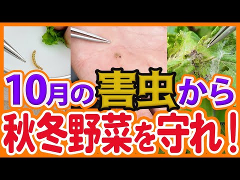 家庭菜園や農園で10月は害虫の大量発生に要注意！特に気をつけたい害虫の種類と予防対策！バジルやシソに発生するベニフキノメイガの防除対策を徹底解説！【農園ライフ】