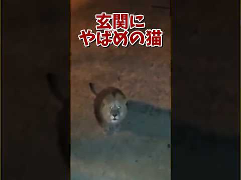 ネッコの動画で癒されたら寝ろｗｗｗ　#2ch #2ch動物スレ #2ch面白いスレ #動物 #犬 #猫 #癒やし #ネコ