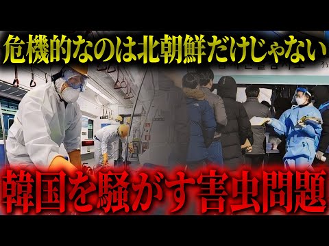 【大問題】韓国｢トコジラミ大発生｣で住民が大慌ての実態