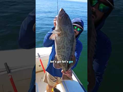 Gag Grouper on Artificial