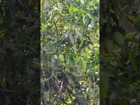 mango🥭 treee#shortvideo #youtubeshorts #trending #viral