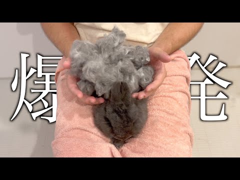 うさぎは夏に１回爆発します。【ネザーランドドワーフのコッペ】