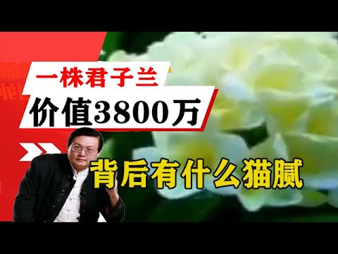 老梁揭秘系列-梁宏達講述：一株君子蘭價值3800萬？天價君子蘭背後有什麼貓膩？！老梁的評價一針見血