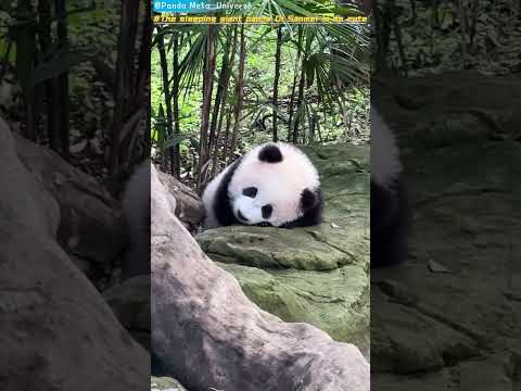 睡觉中的大熊猫齐三妹太可爱啦 The sleeping giant panda Qi Sanmei is so cute#panda #cute #funny #redpanda#giantpanda