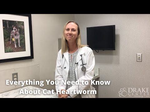 Everything You Need to Know About Cat Heartworm