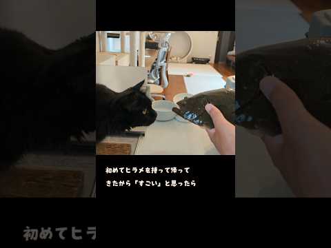 愛猫と初めてのヒラメ