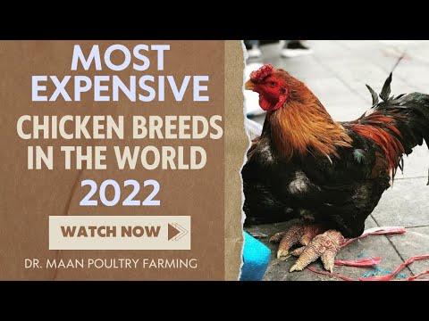 Top 17 Most Expensive Chicken Breeds In the World 2022