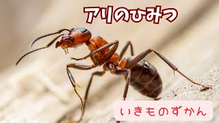 【いきものずかん】ありのひみつ