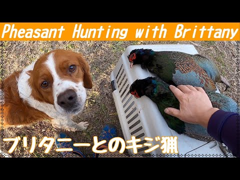 令和2年度 ブリタニーとキジ猟 Pheasant Hunting with Brittany