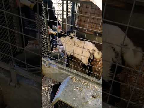 Orphaned Lambs enjoying the bottle