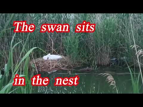 Лебединая семья. Подготовка к выведению потомства The Swan Family. Series. Preparation for breeding.