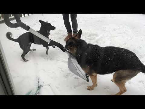 Ep144 German Shepherd playing fetch w SNOWBALL?!? Shoveling snow with our dog! What could go wrong?