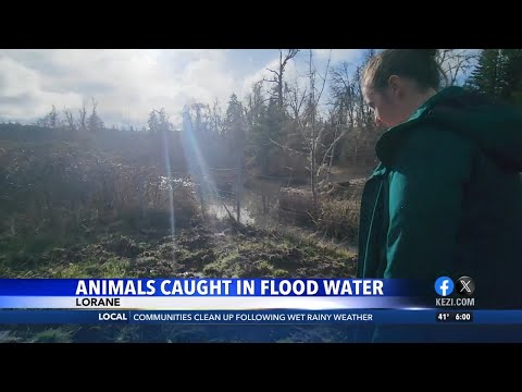 Woman and her farm animals are rescued from rising flood waters