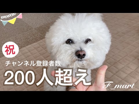 “祝”チャンネル登録者数200人超え！【本当にありがとうございます✨】　-ビションフリーゼ犬-