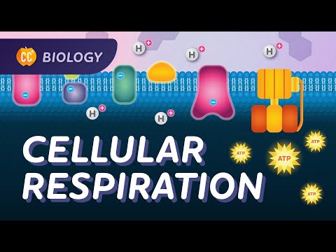 Cellular Respiration: Do Cells Breathe?: Crash Course Biology #27