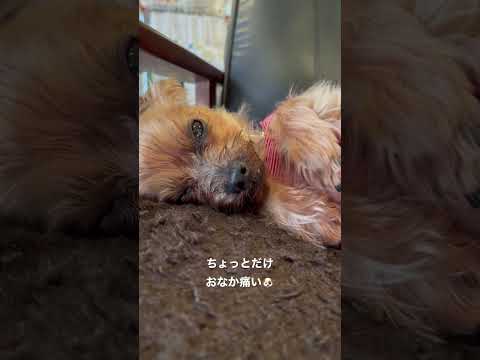 ちょっとだけおなか痛い(その後治ったょ)🐶【再投稿】