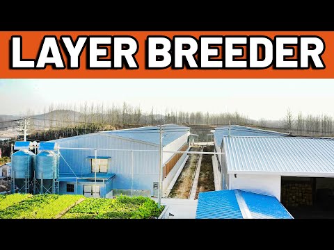 Layer Breeder Farm Breeder Egg Produdction Farm Modern Farming Technology