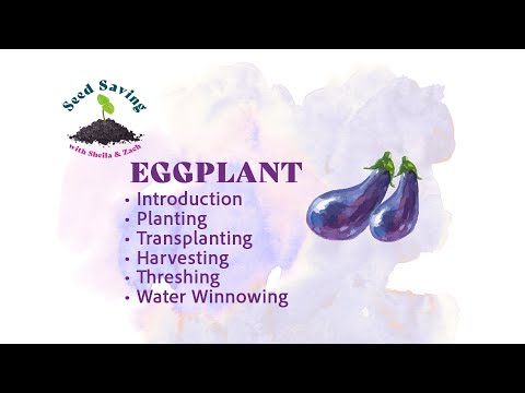 Eggplant - Save Seeds, Plant, and Transplant