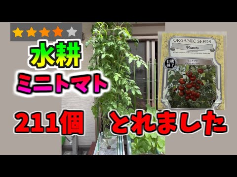 先手必勝！酷暑には水耕栽培。ミニトマト1.5ヶ月で211個とれました。