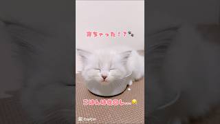 これは反則！フードボウルで寝ちゃう子猫の癒し動画💤　 #cat #猫好きさんと繋がりたい