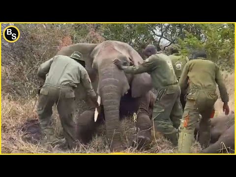 Mission Impossible: Relocation of 54 ELEPHANTS by Kenya Wildlife !! [CC On]