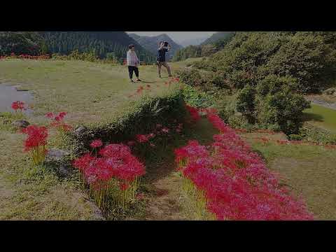 山鹿 番所の彼岸花　令和6年10月1日